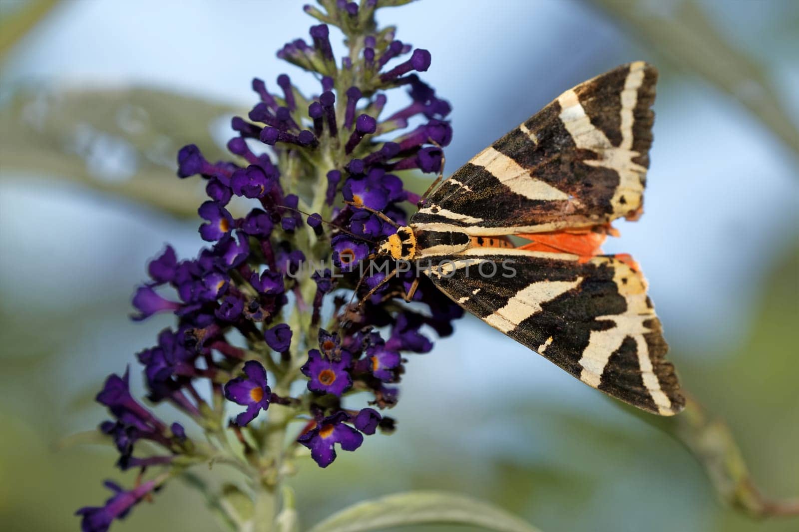 Jersey tiger on a butterfly bush
