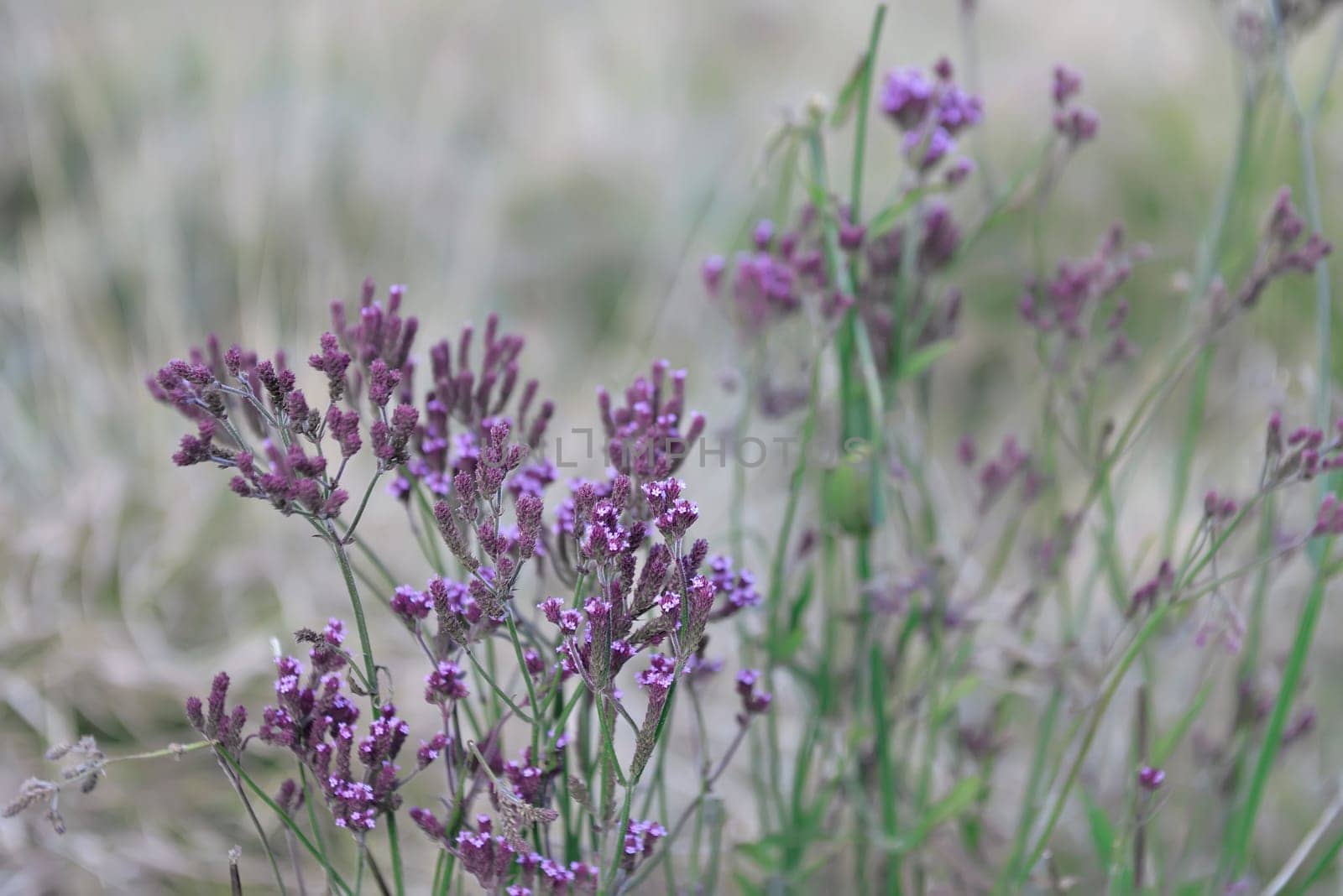 Close up view of lavender flowers on Oro-Oro Ombo in Semeru Mountain. Malang, Indonesia