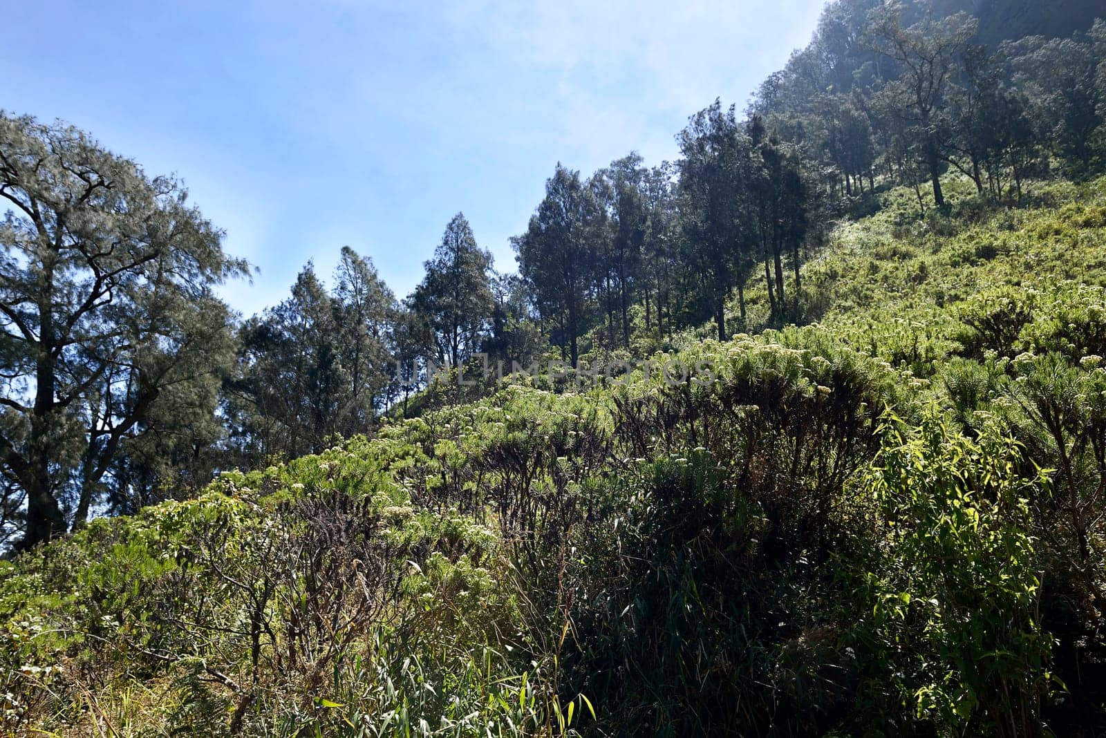 Grass and trees on hill in road to climb Semeru Mountain. Malang, Indonesia