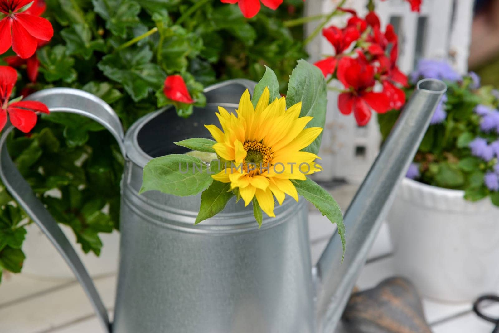 Garden decoration with red geraniums and a watering can tool from above