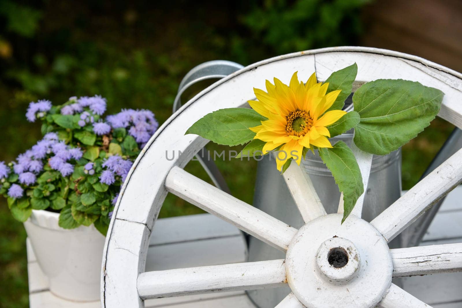 Garden decoration old wagon wheel made of wood and sunflower