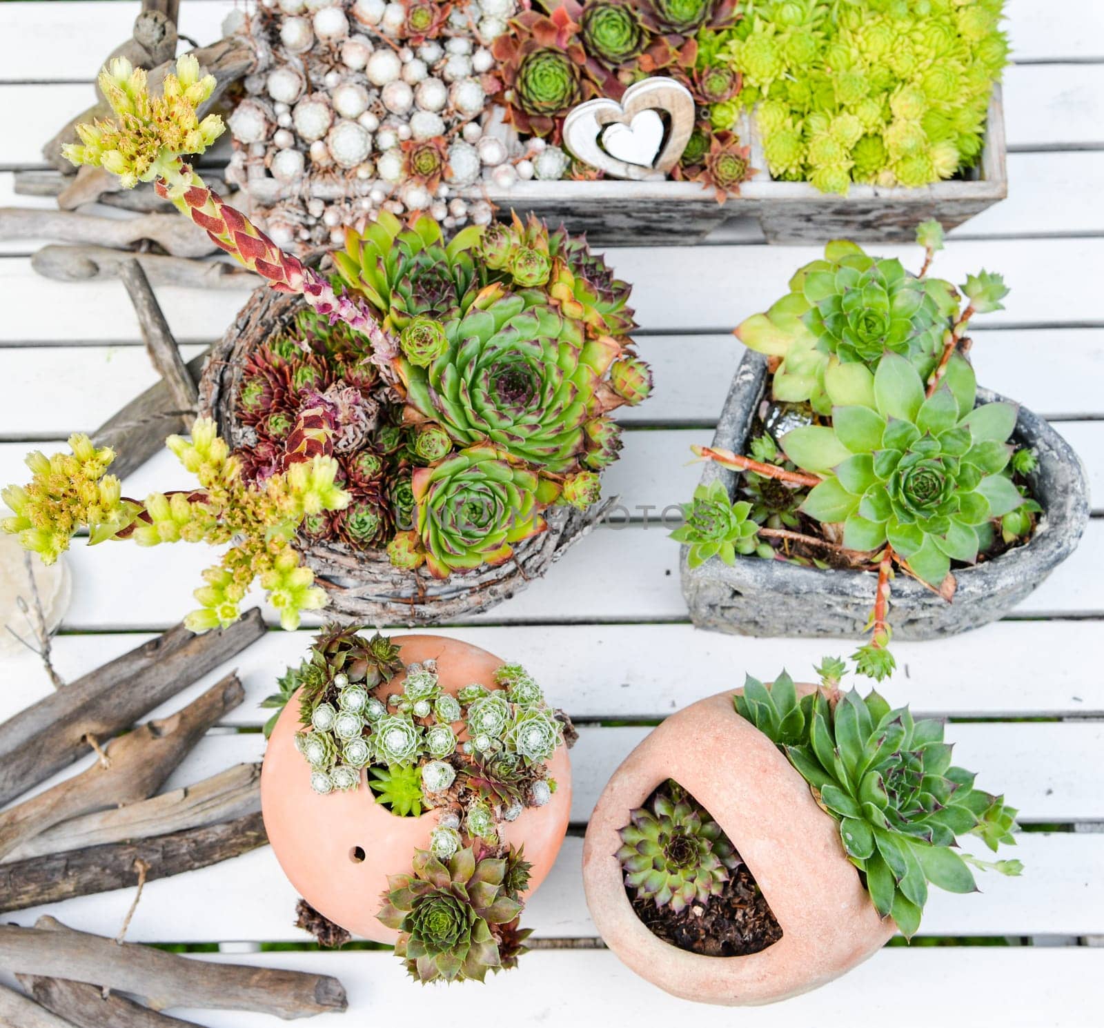 various house root plants in pots and jugs