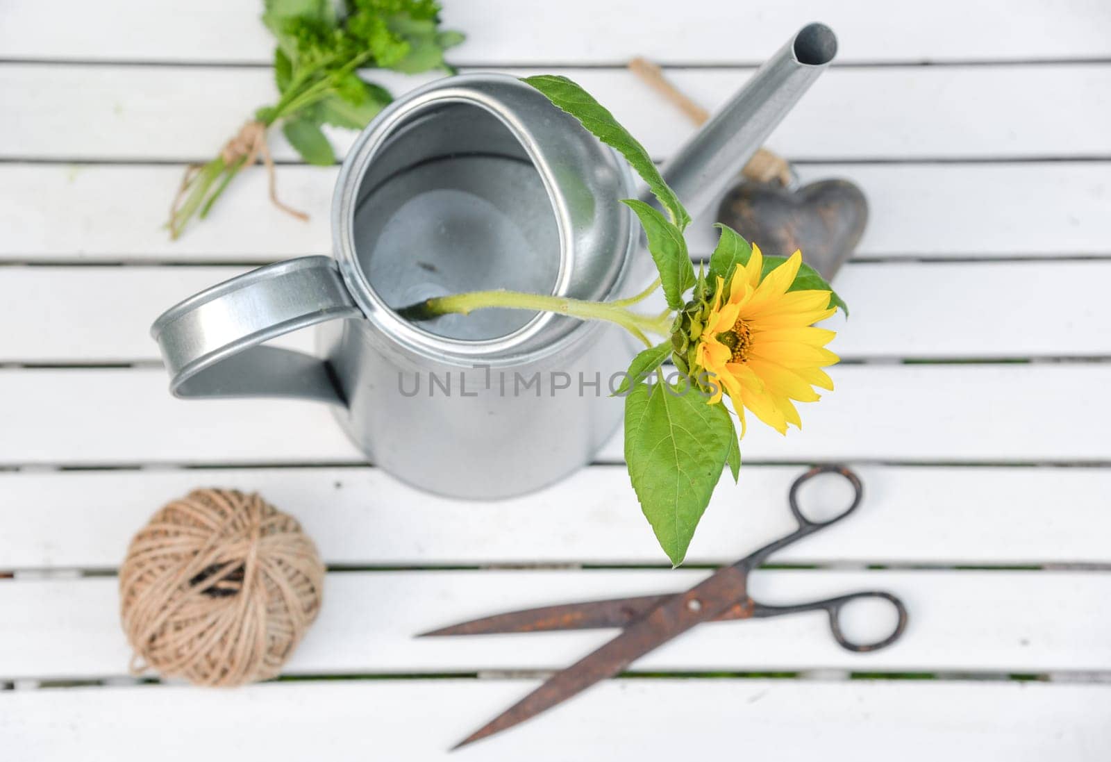 Sunflower in a watering can from above with heart