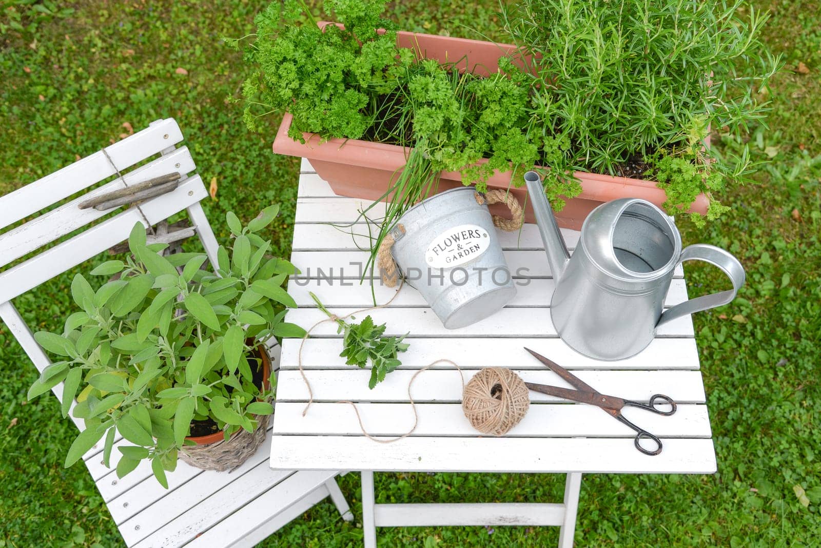 Herbs and garden utensils on white wood background from above