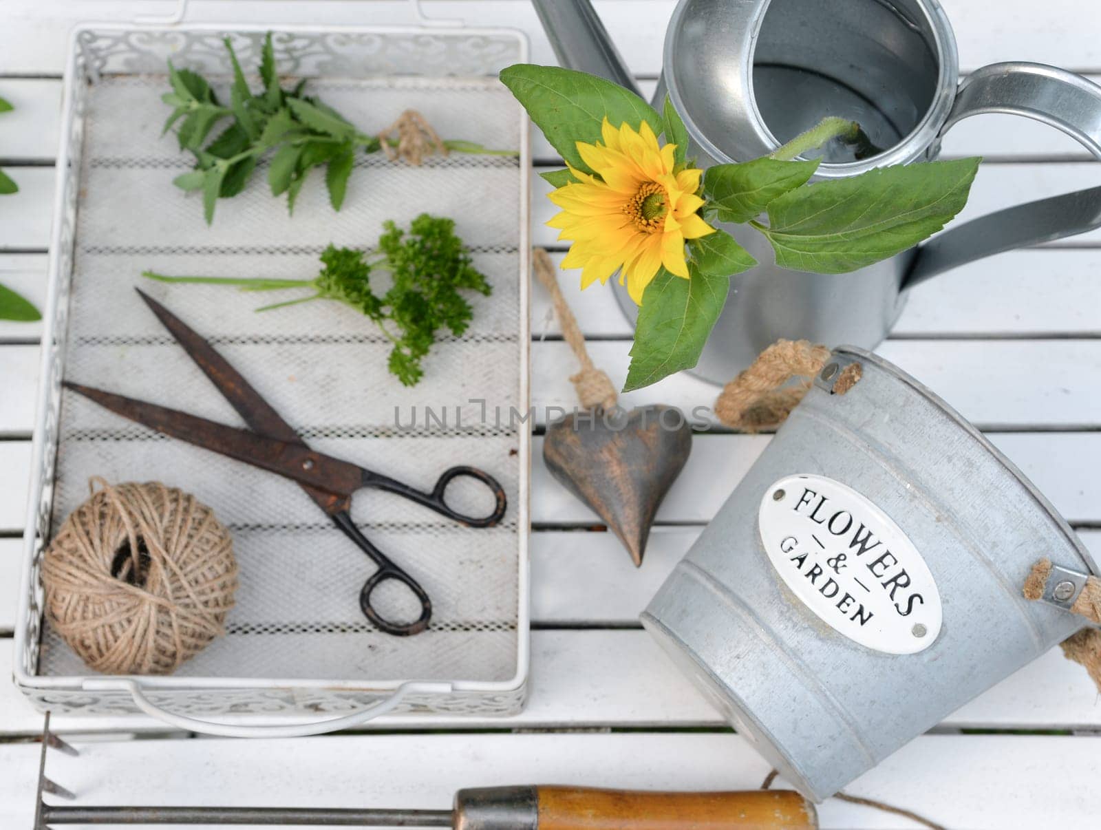 Herbs in the garden with a watering can and scissors white from above