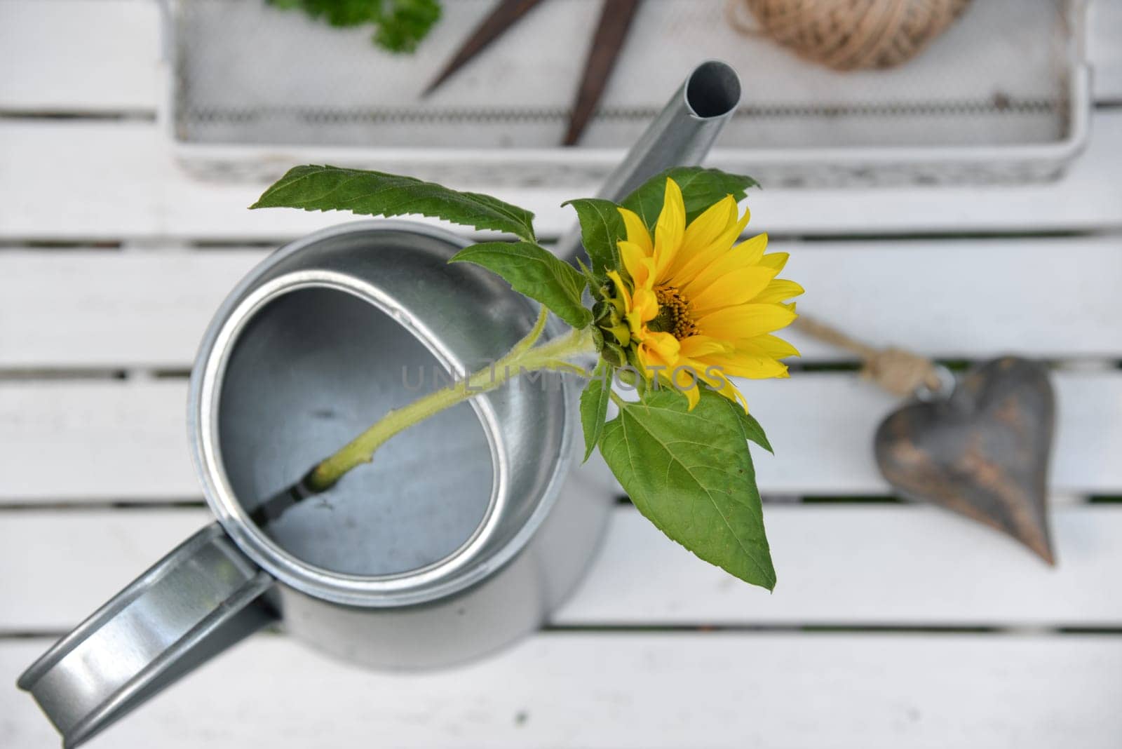Sunflower in a watering can from above with heart