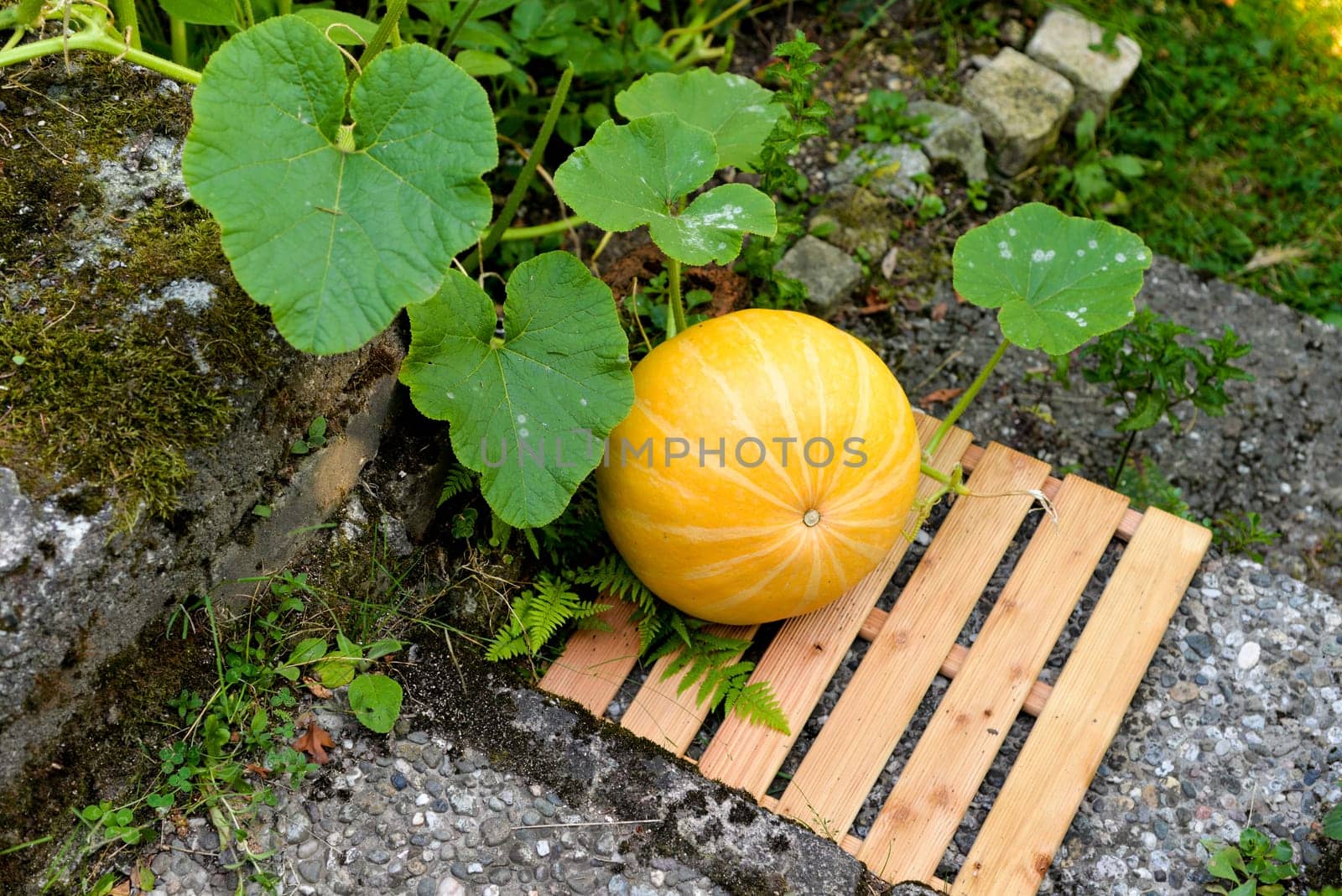 a yellow organic pumpkin in the bed in the garden