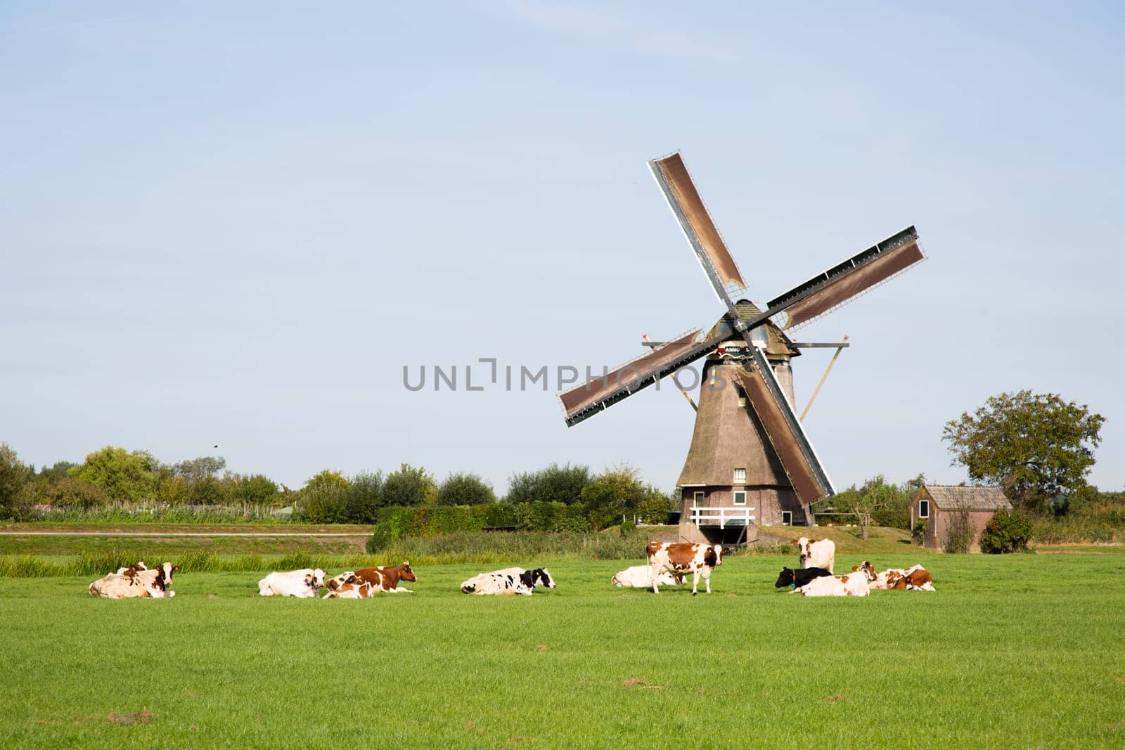 Dutch cows in the meadow near a traditional windmill in Vreeland, Utrecht, the Netherlands.