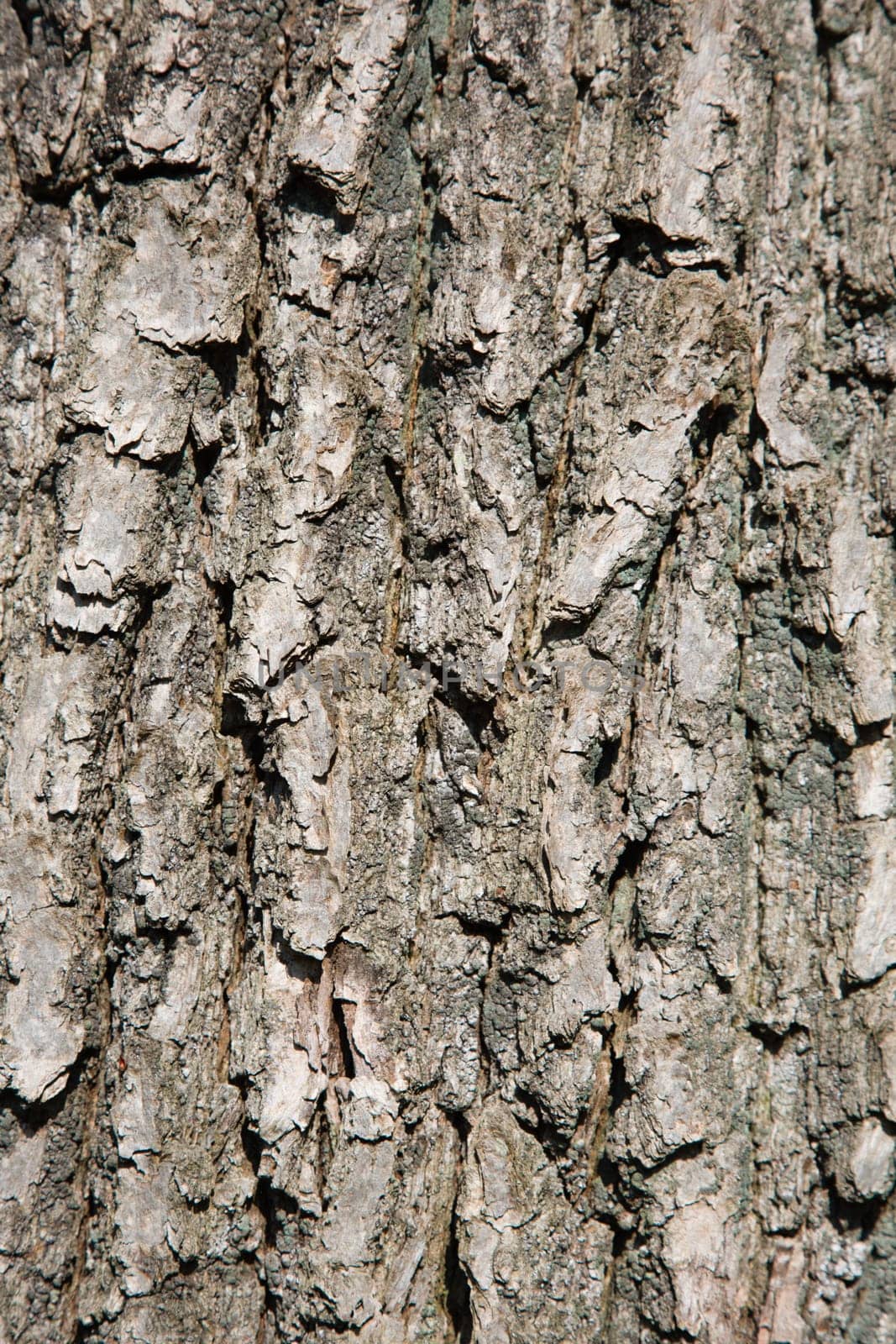 Close up of a tree bark.