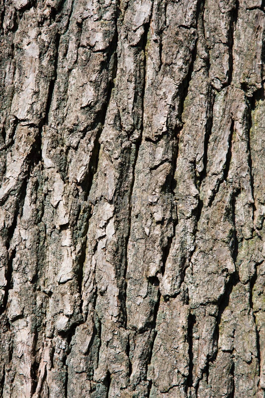 Close up of a tree bark.