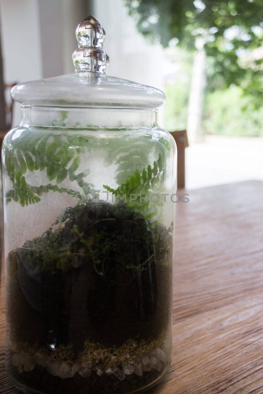 Plant in glass terrarium, stock photo