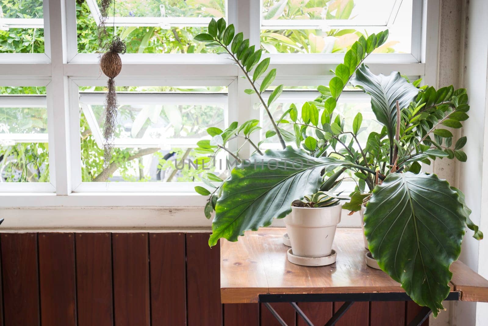 Green plant pot on the table, stock photo
