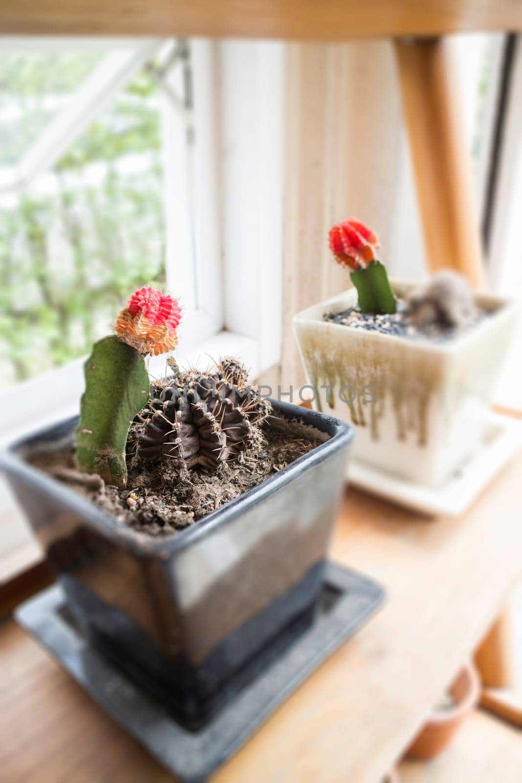 Green plant pot on the table, stock photo
