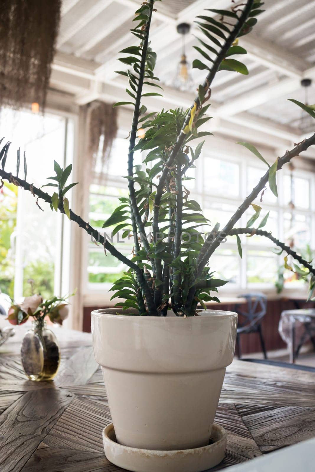 Green plant pot on the table, stock photo