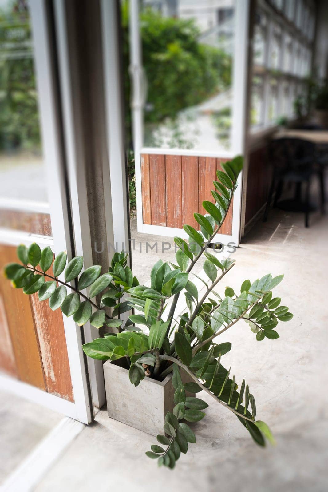 Green plant pot on the floor, stock photo
