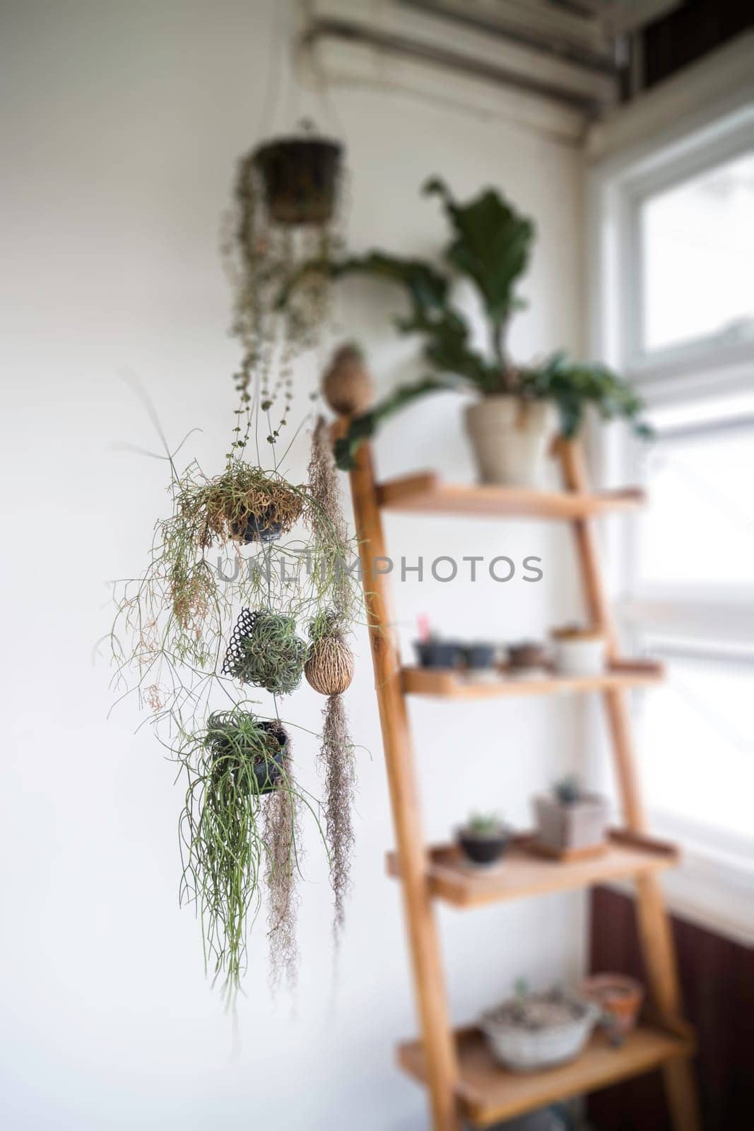 Green plant pot on the shelf, stock photo