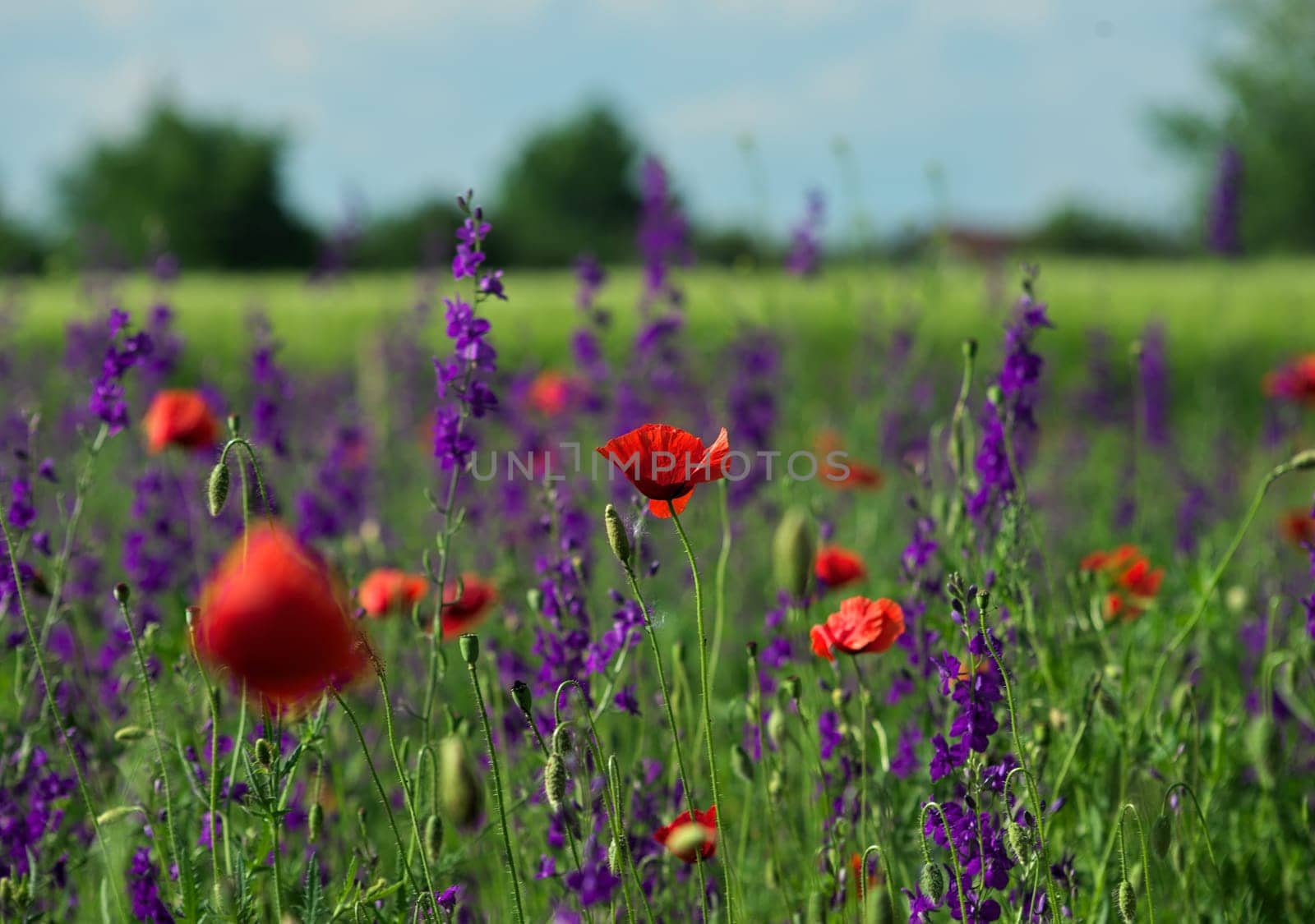 Poppy flower in focus, surrounded with field plants with red and purple flowers in full bloom