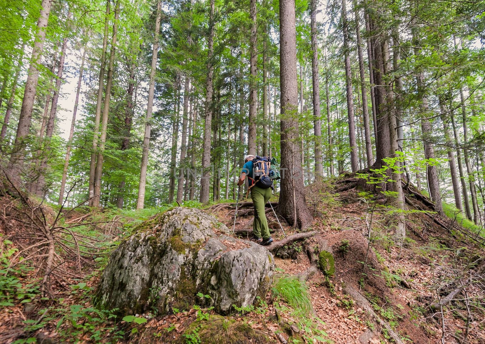 Hiker with backpack and hiking sticks walks on the forest path. Healthy lifestile.