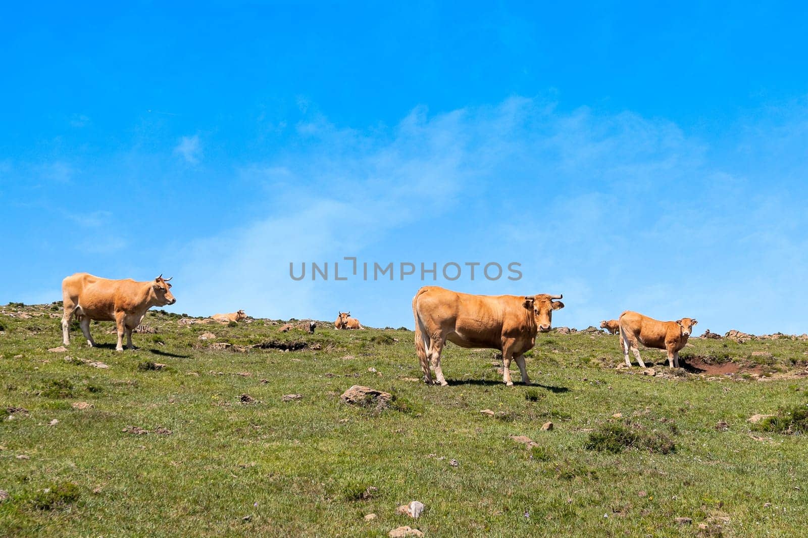 Cow eating grass.  Cow grazing on pasture farm landscape.