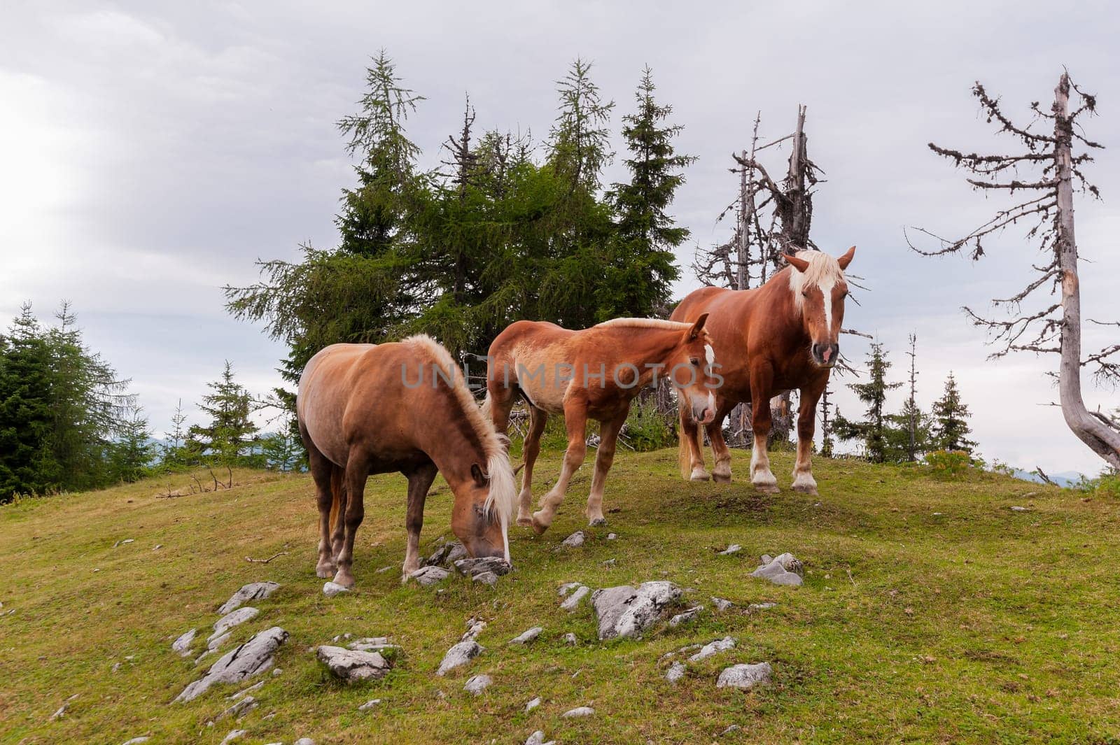 Three horses pasture in field on mountain