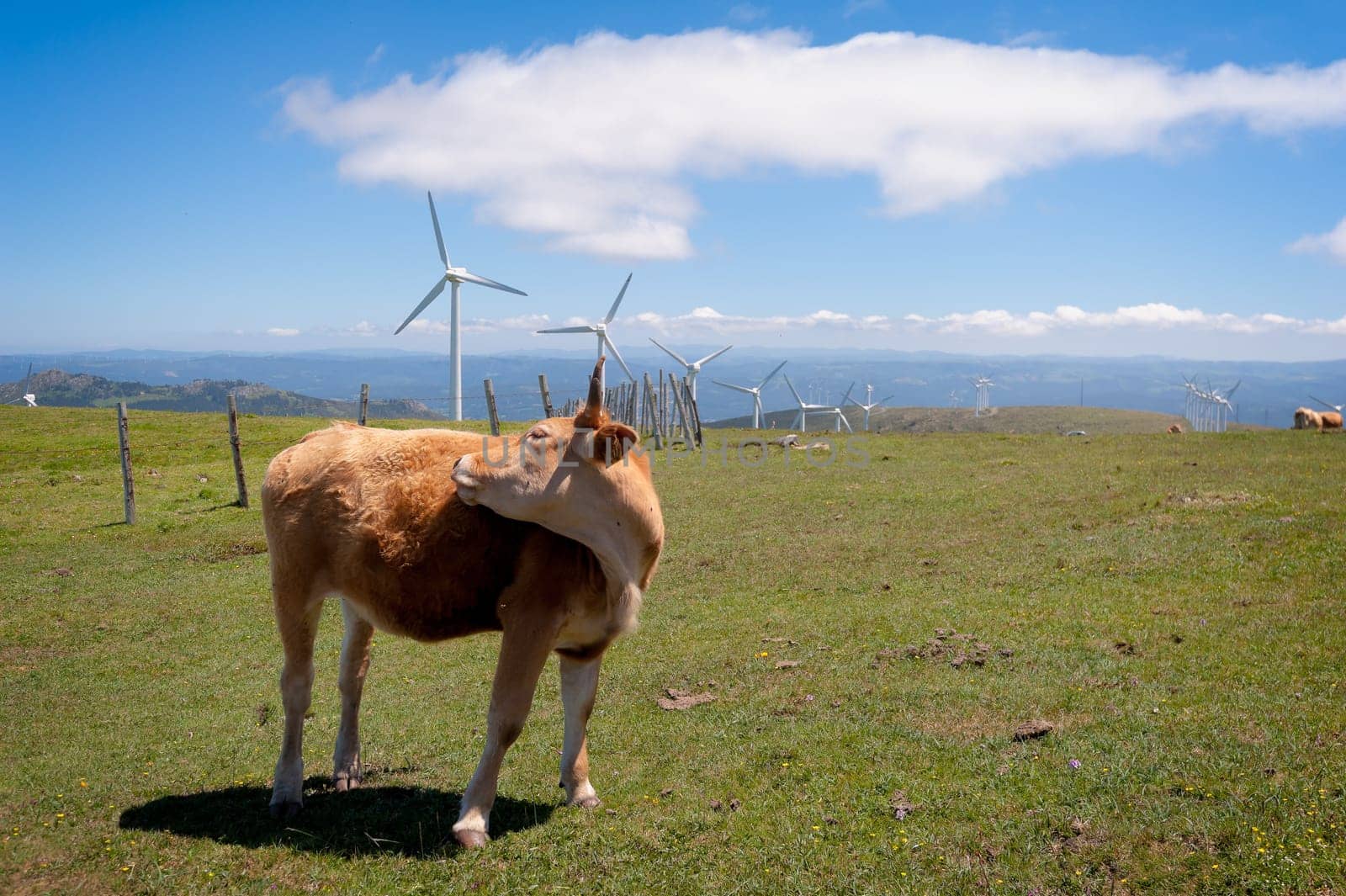 Cow eating grass in the meadow. On background the wind turbines for production of electricity.