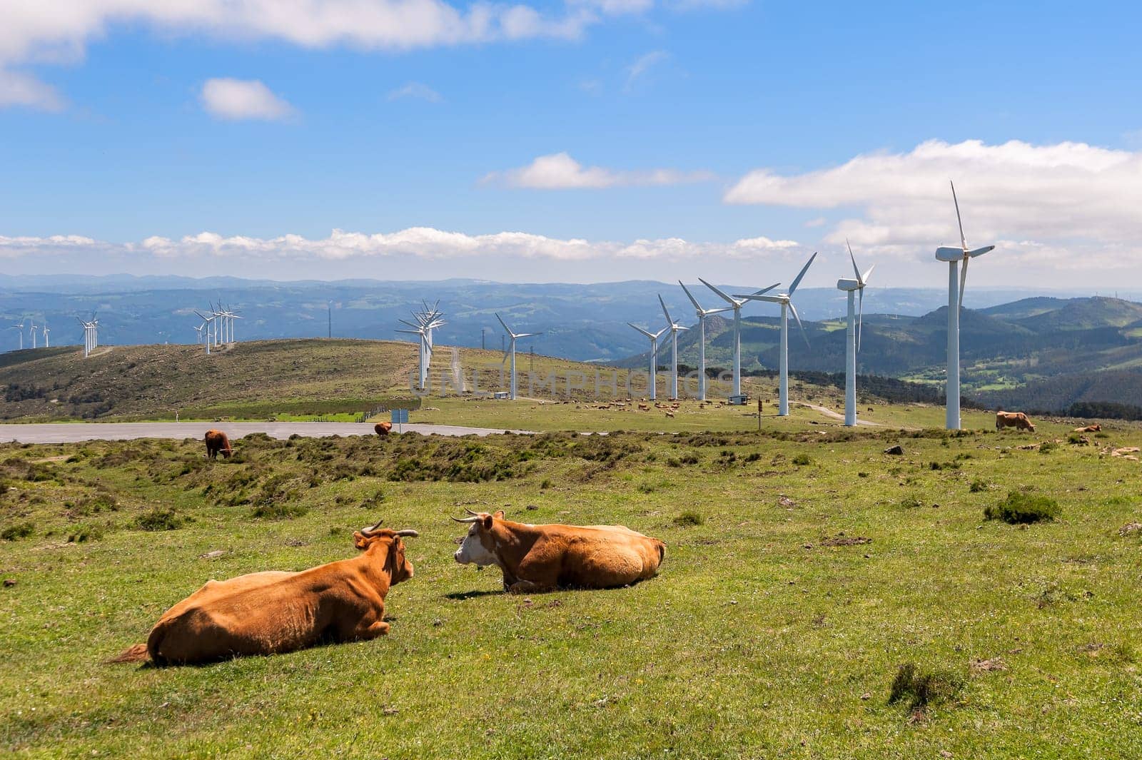 Cow eating grass in the meadow. On background the wind turbines for production of electricity.