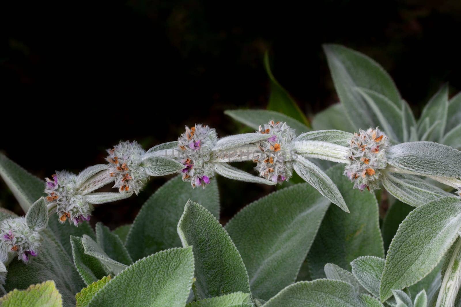 Woolly hedgenettle with hairy leaves.