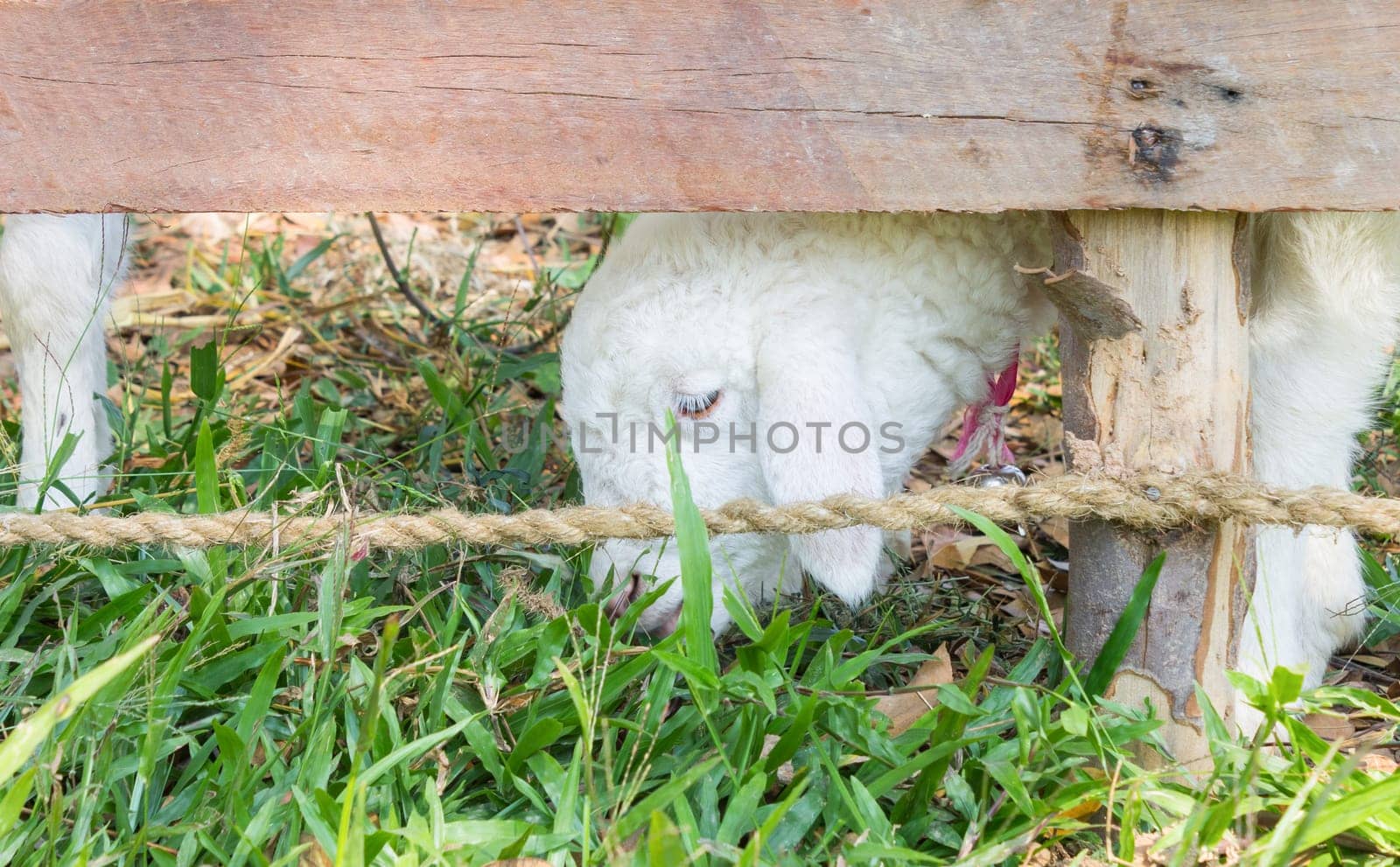 White Sheep or Ram Animal in Stall Eating Grass. Sheep or ram standing in wood stall. Cute sheep or ram looking camera