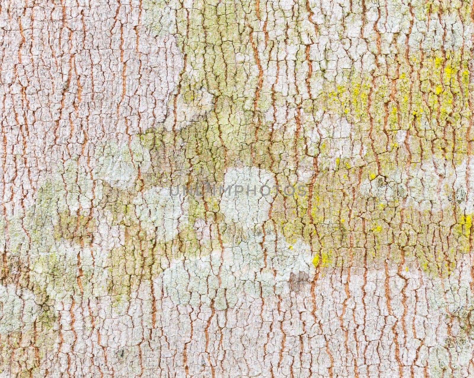 Rubber Tree Bark Texture Background. Natural rubber tree bark texture