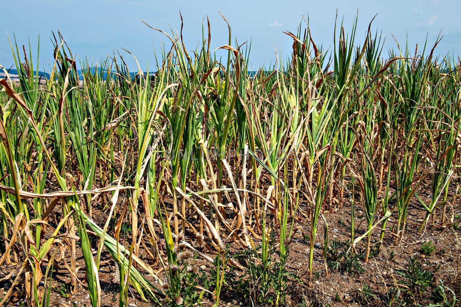 drought corn field in a hot summer