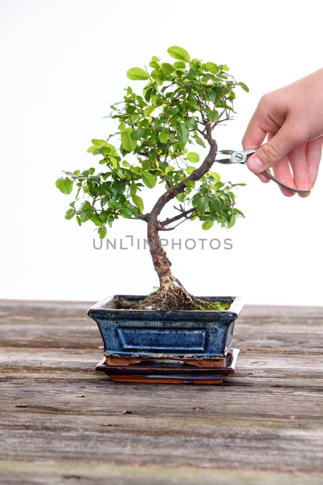sagaretie bonsai in blue bowl on wooden board with gardeners hand in front of white background