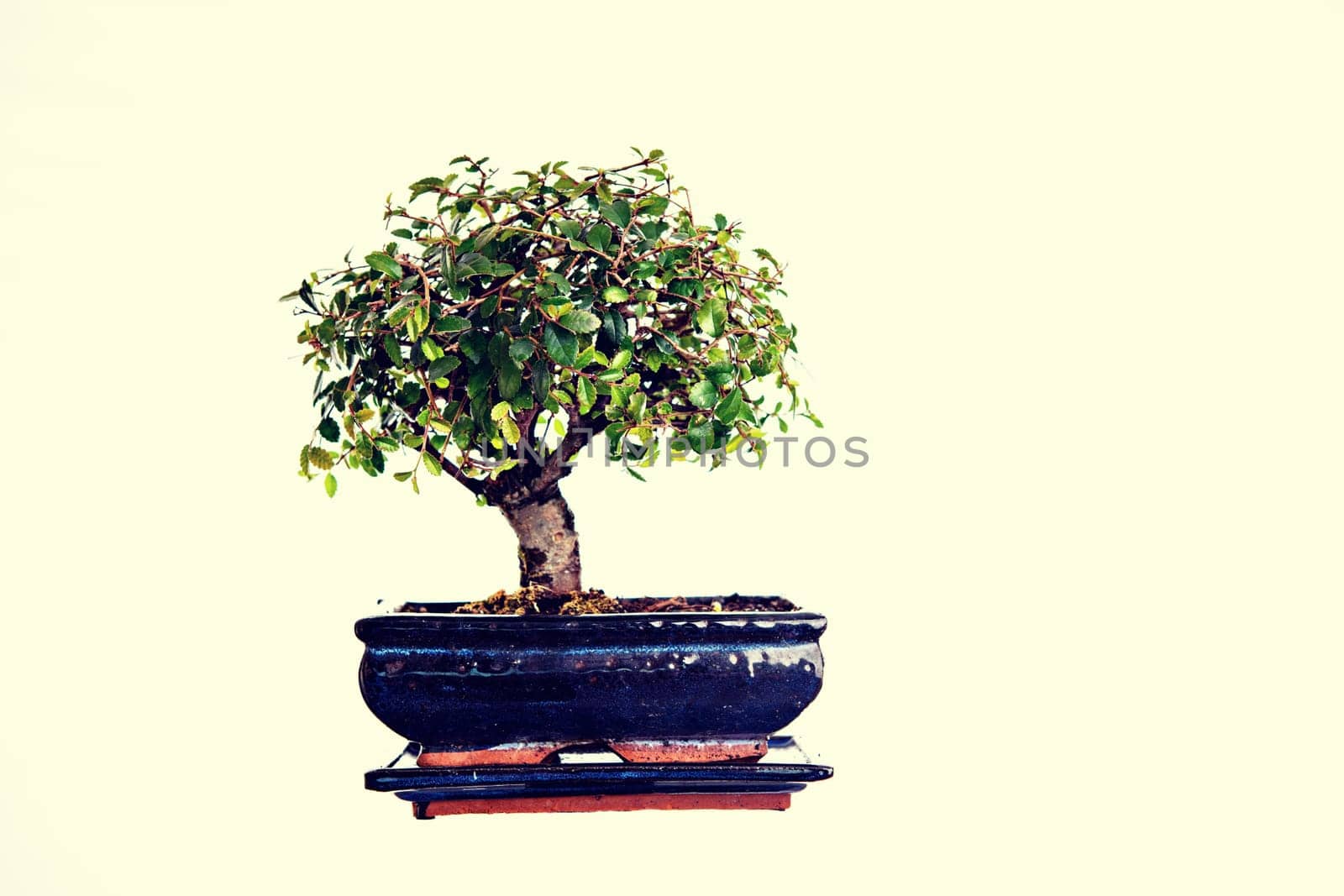 Chinese elm bonsai isolated in blue bowl in front of bright background
