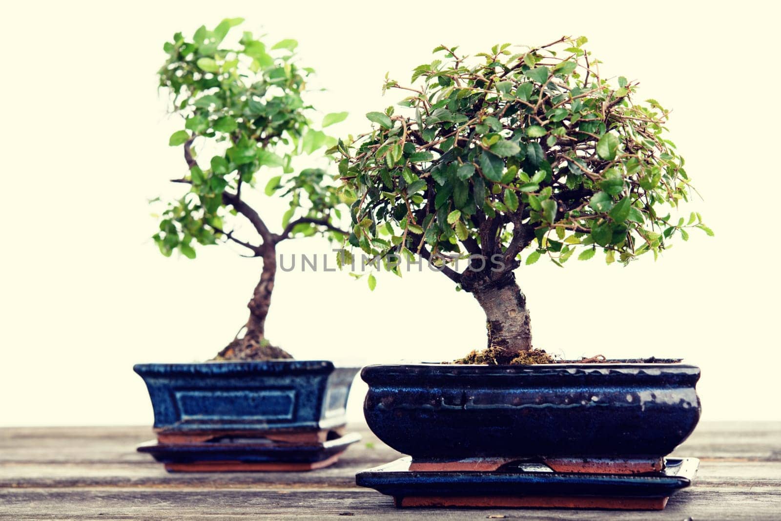 Chinese elm and sagaretie bonsai in blue bowl on wooden board in front of white background