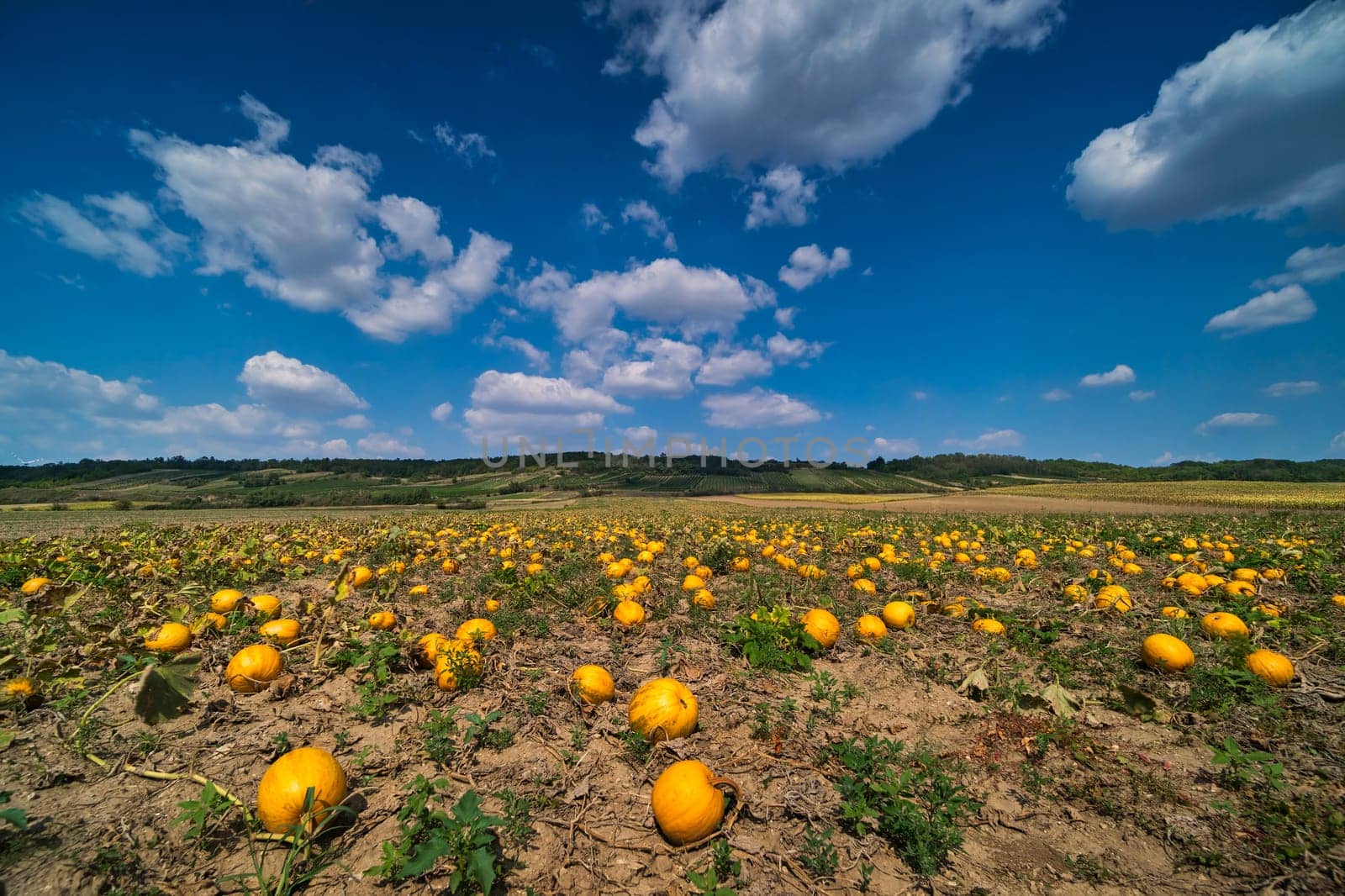 Pumpkin field,agricultural landscape with cultivation of pumpkin