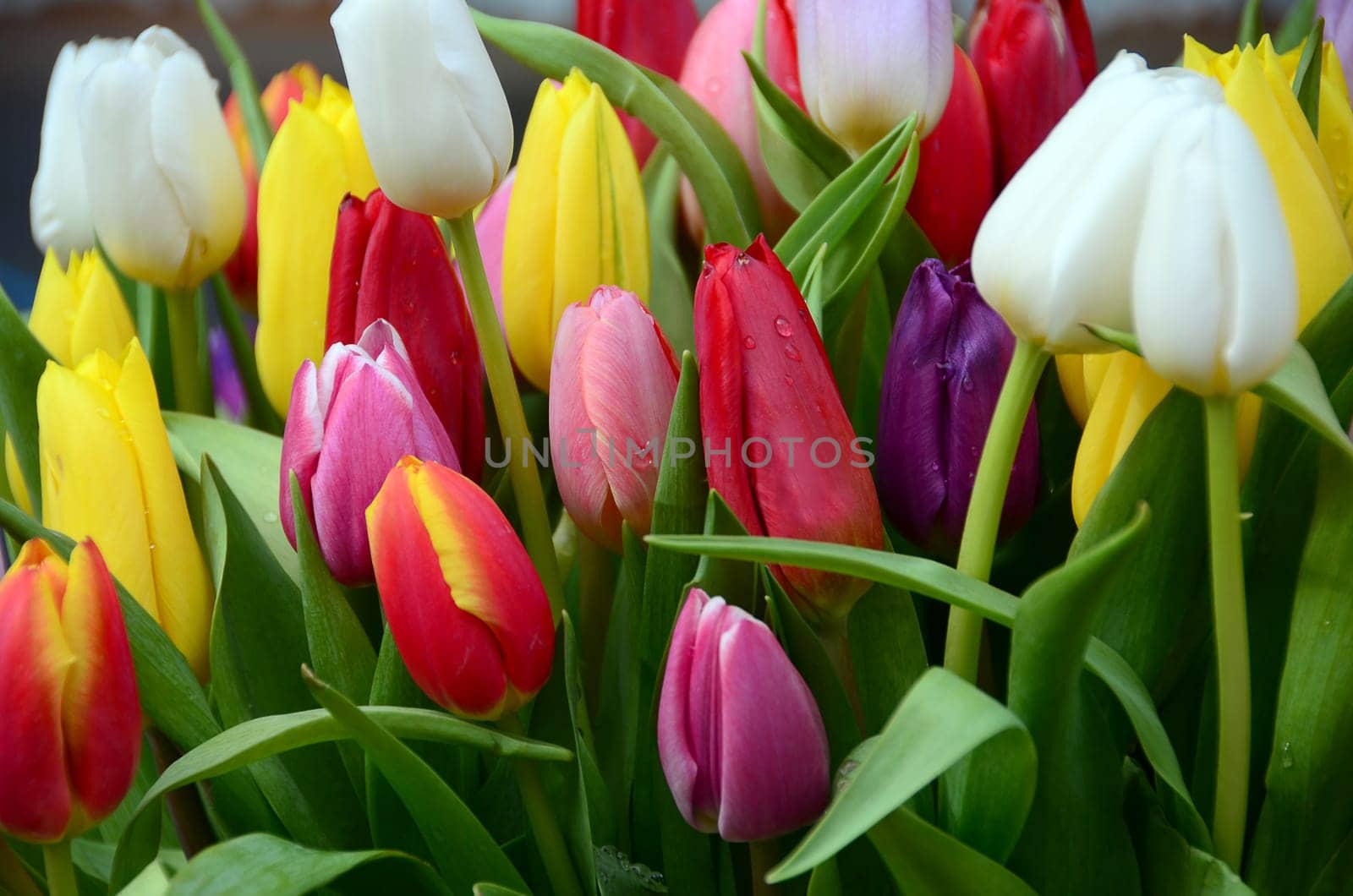 Tulips