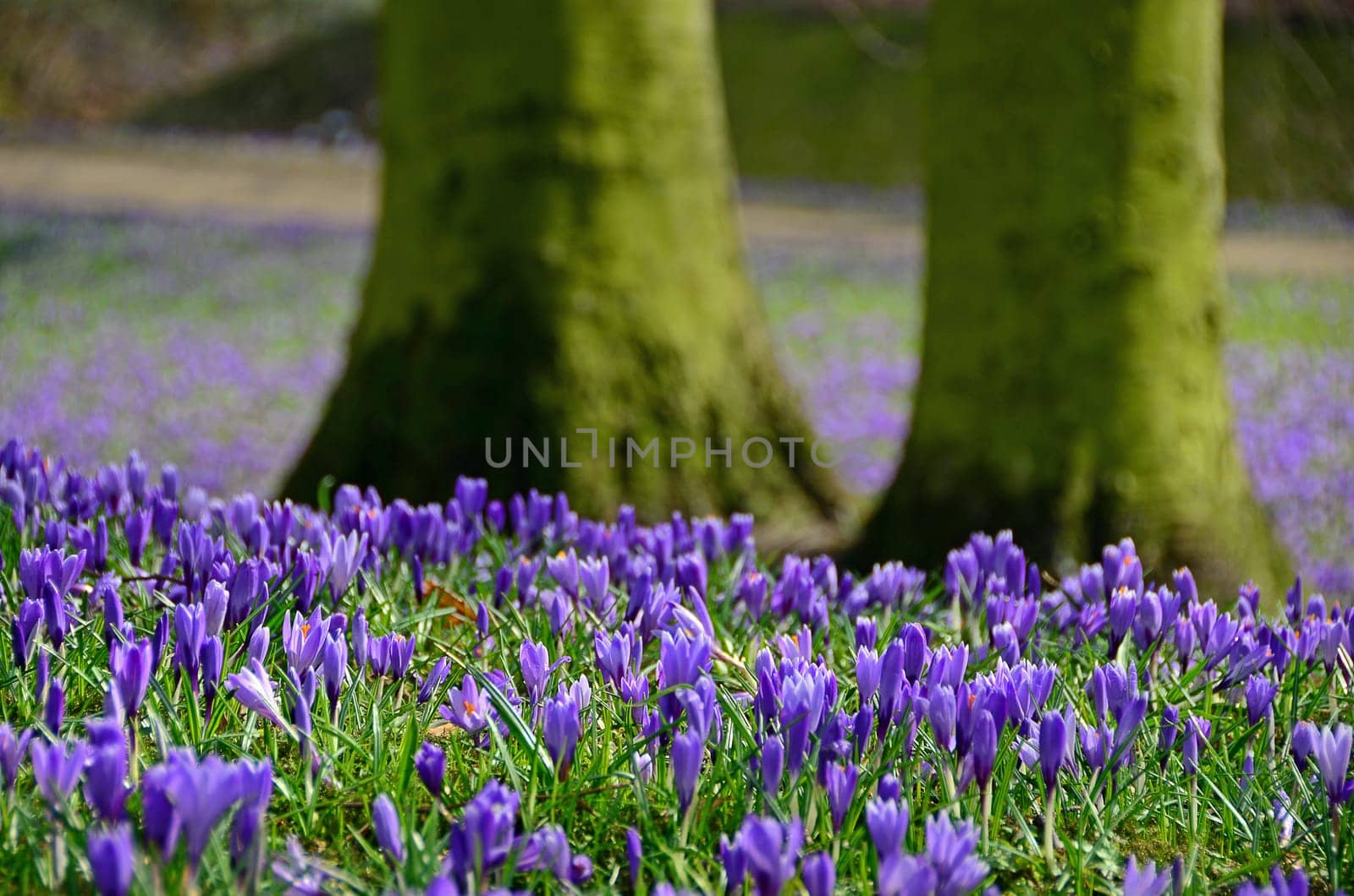 Crocuses