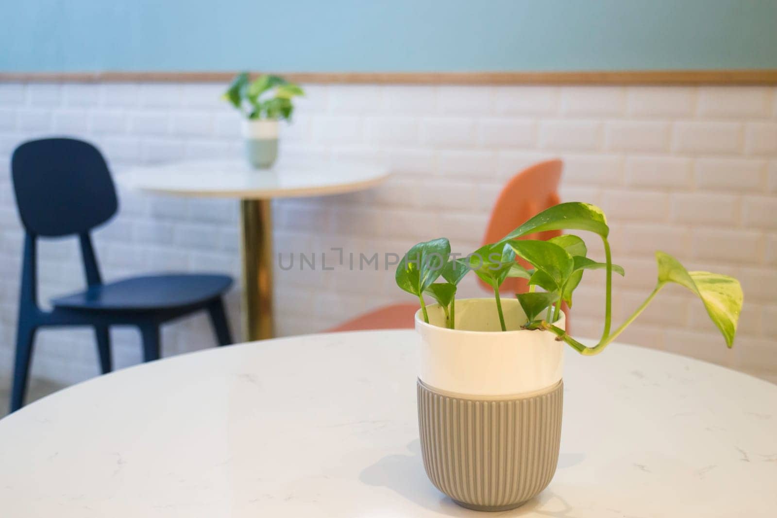 Indoor plant on coffee shop table, stock photo