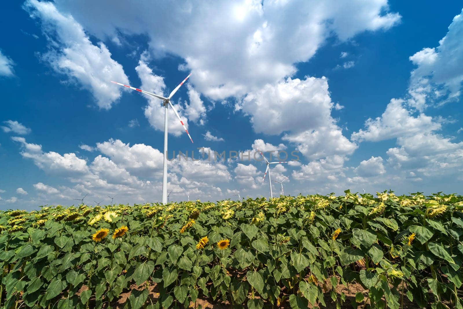 Sunflowers and wind turbines,alternative energy to protect the environment