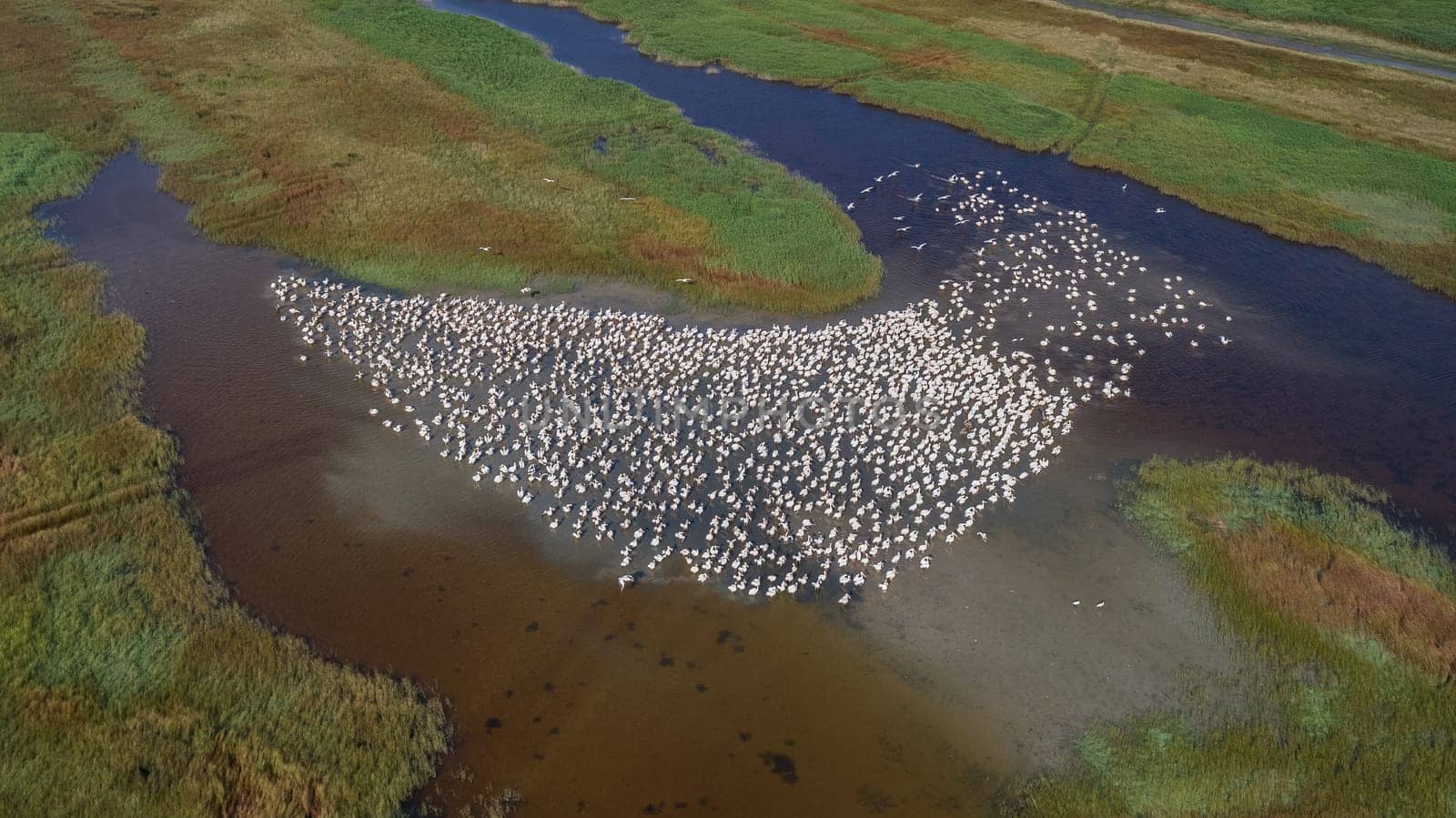 colony of pelicans in the Danube Delta, Romania