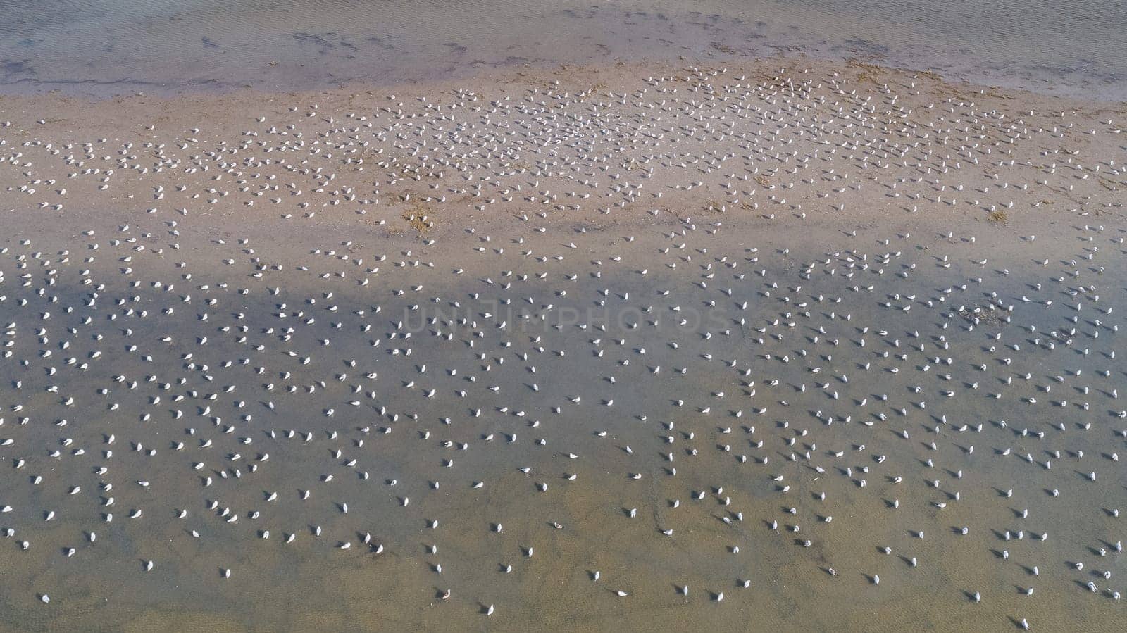 colony of seagulls in Danube Delta, Romania