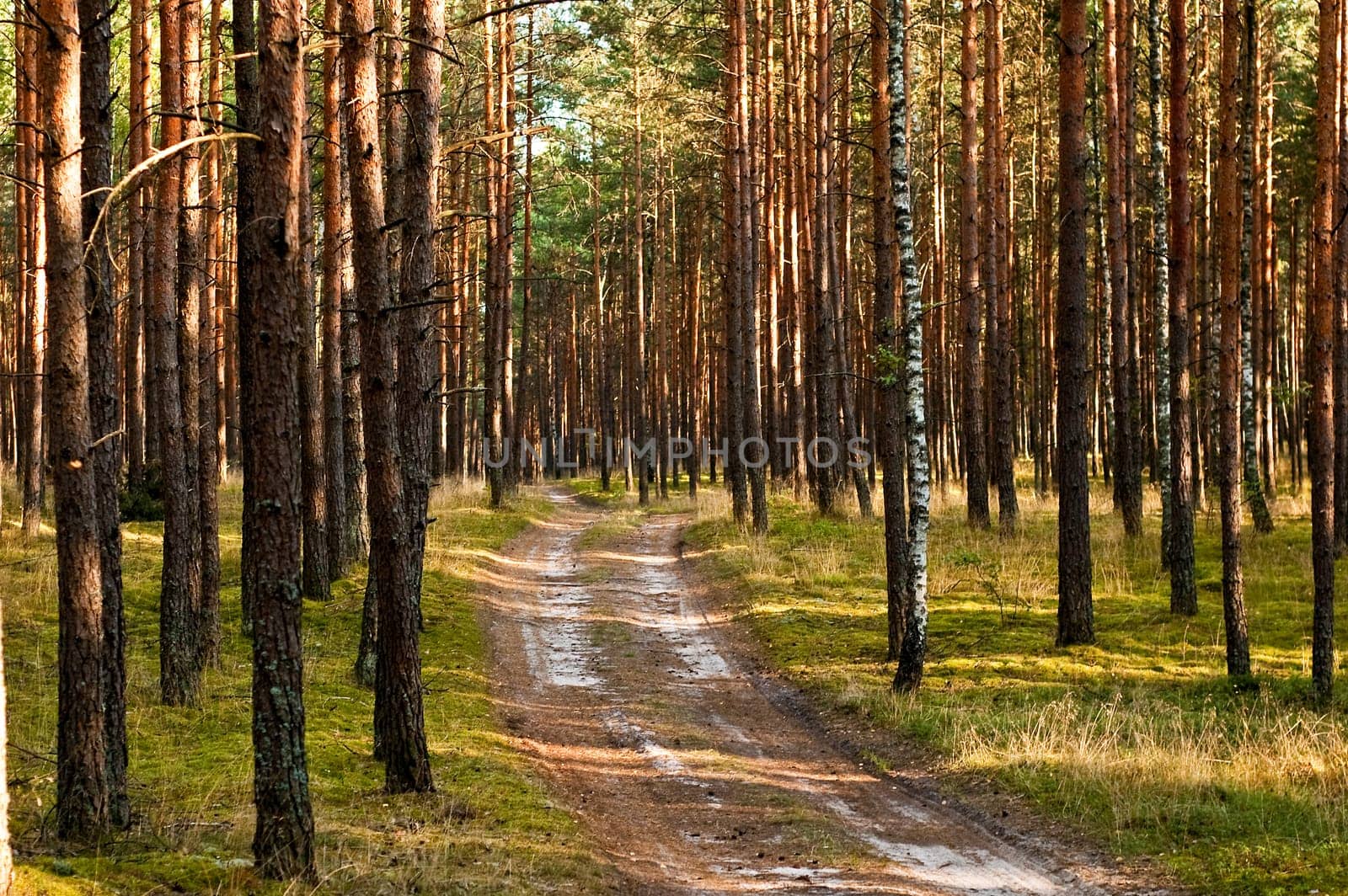 forest landscape in early spring in southern poland