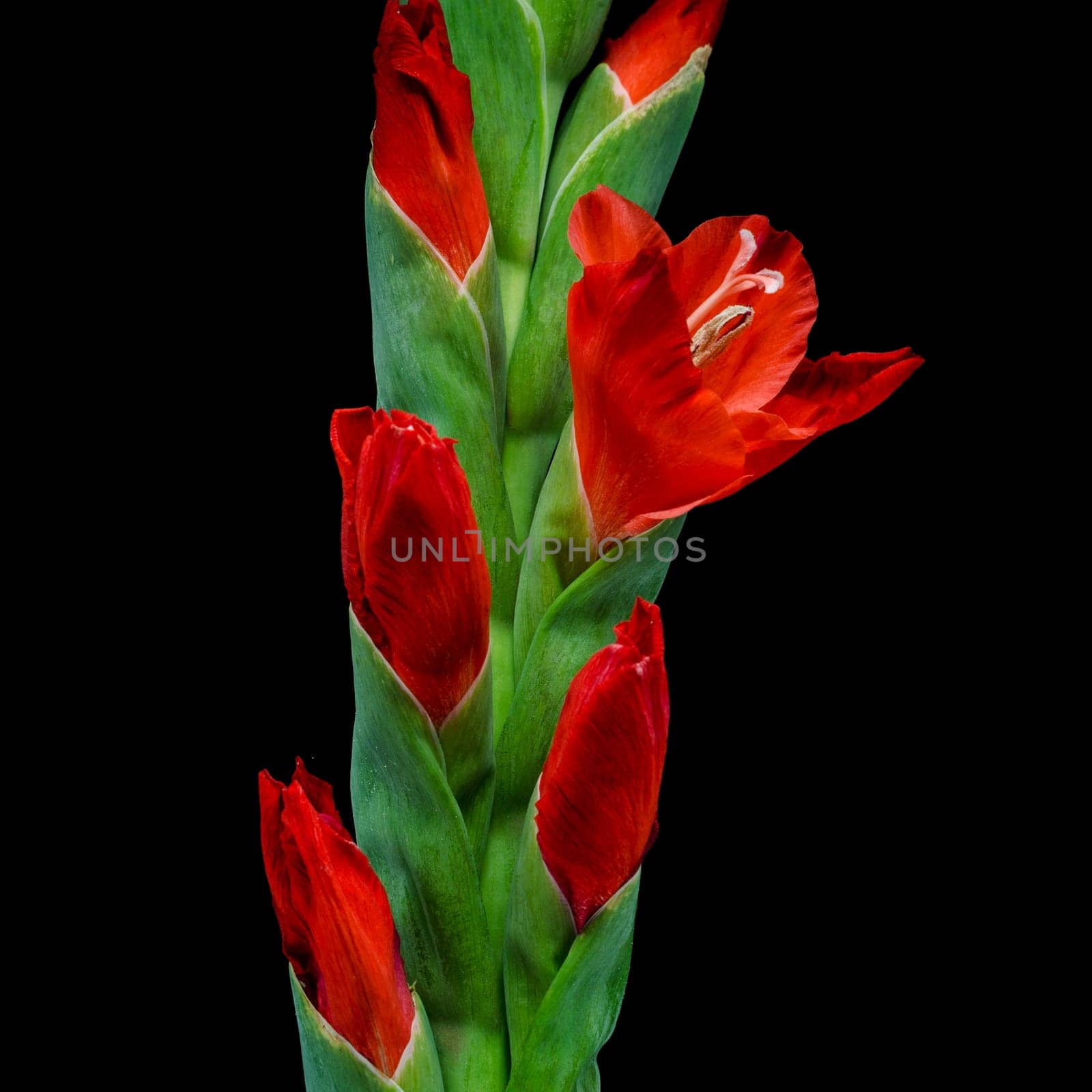Gladioli,close-up of blooming flower with black background