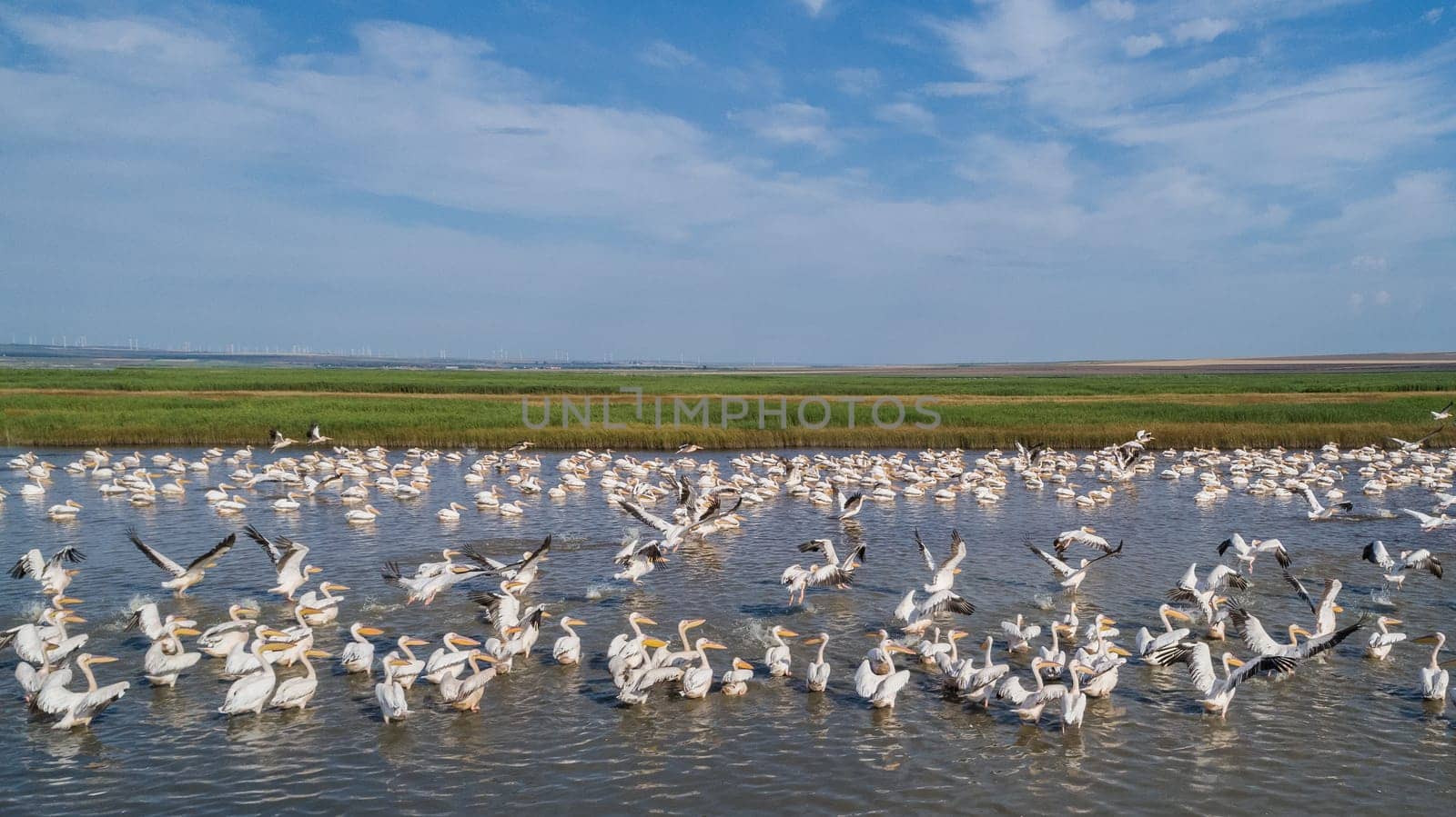 colony of pelicans in the Danube Delta, Romania