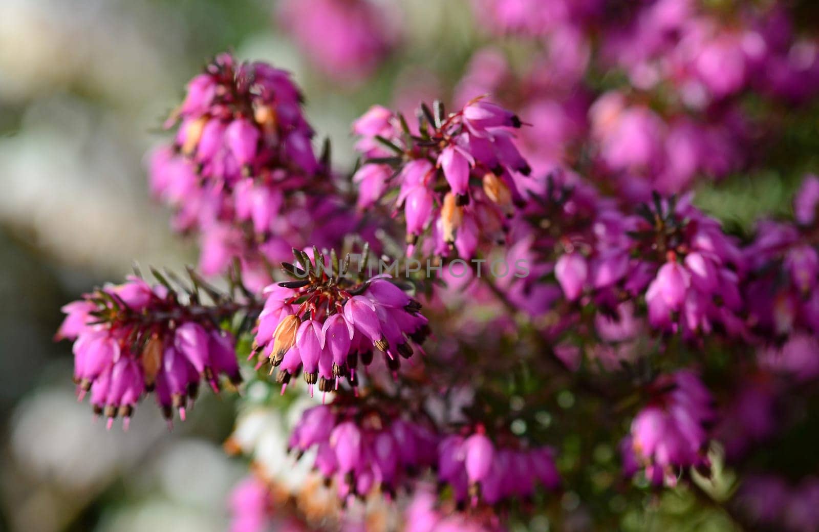 Heather