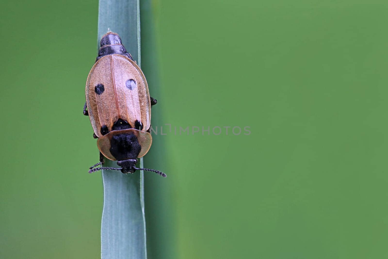 Four-spot carrion beetle Xylodrepa quadripunctata