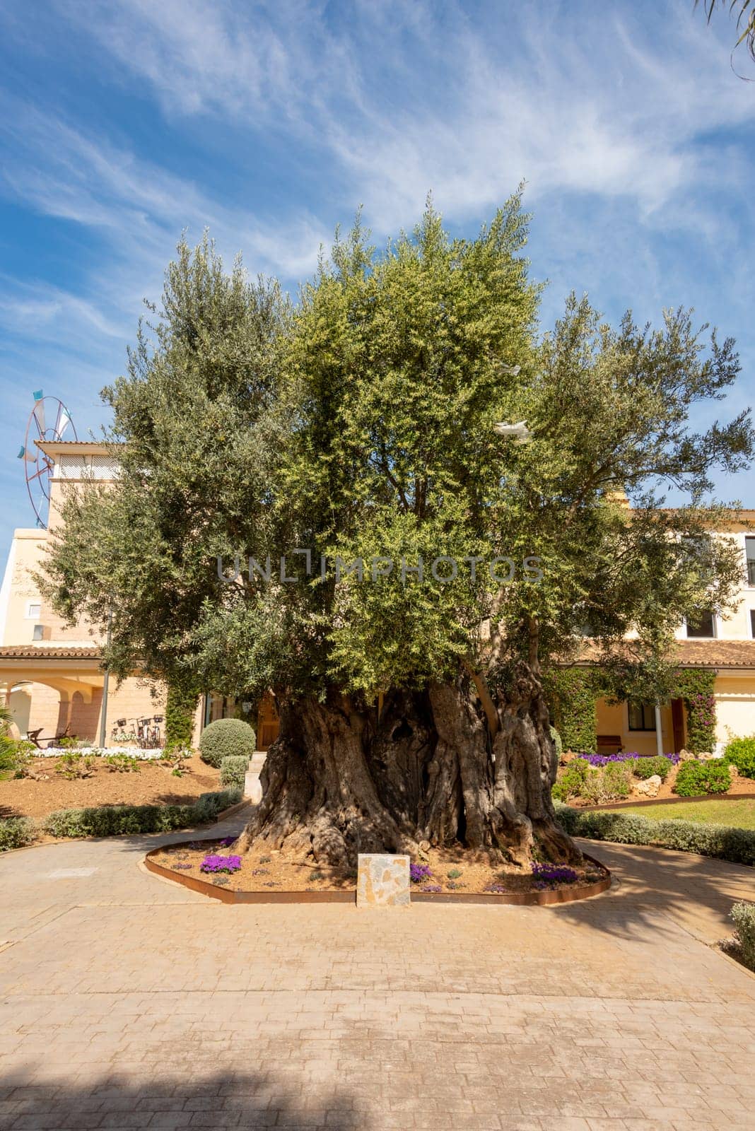 Very large and old olive tree in front of a holiday hotel in the holiday resort Cala Millor on the Spanish Balearic island Mallorca in front of a bright blue sky