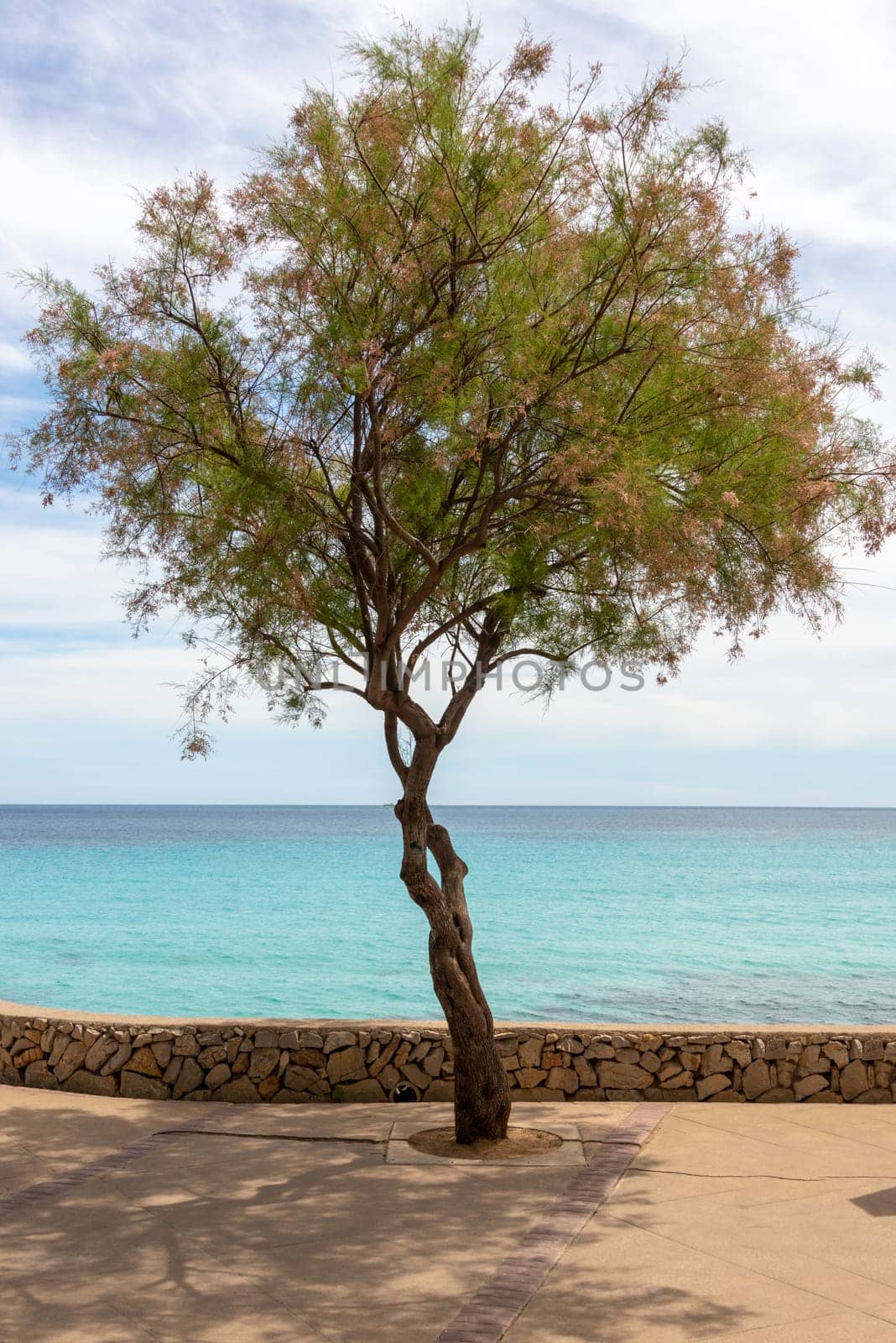 A single tree on the seafront in the holiday resort of Cala Millor with a beautiful view of Mittelmerr on the Spanish Balearic island of Mallorca in front of a bright blue sky