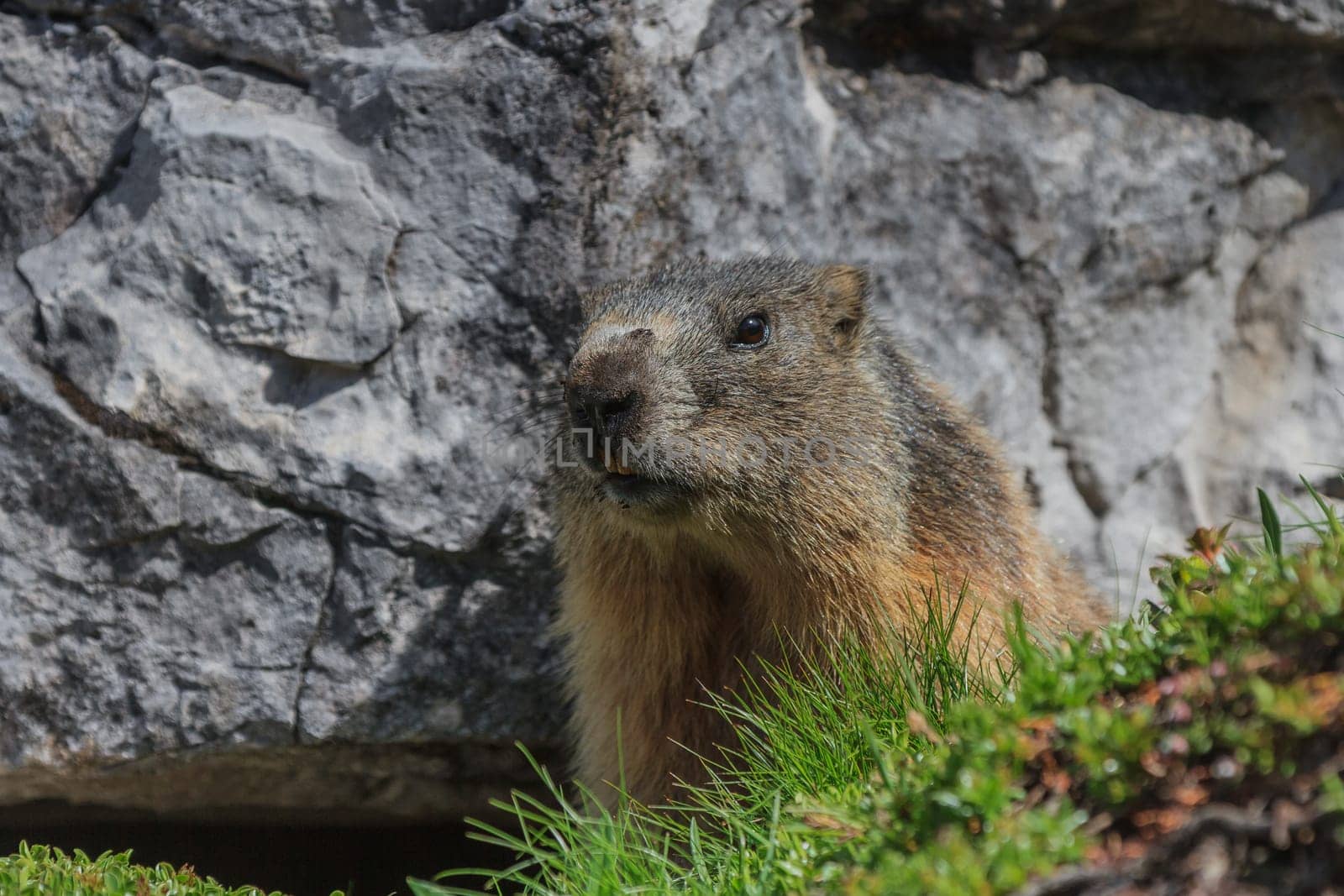 Alpine marmot (Marmota marmota) on rock. Dolomite Alps, Italy