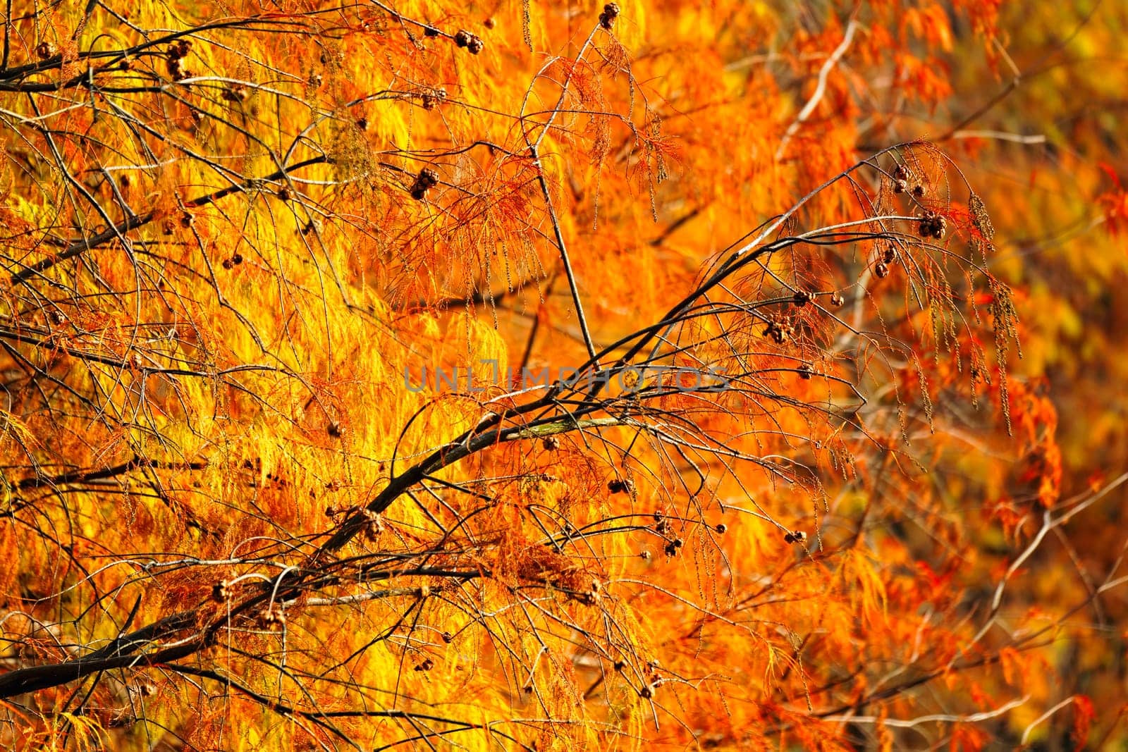 Gold Autumn with sunlight and sunbeams / Beautiful Trees in the forest