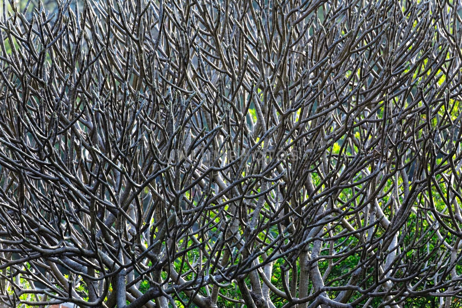 Close Up of tree branches without leaves die a horrible drought for backgorund
